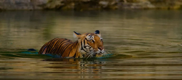 Ranthambore Tour